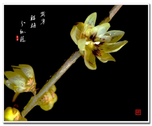 歲寒臘梅分外嬌