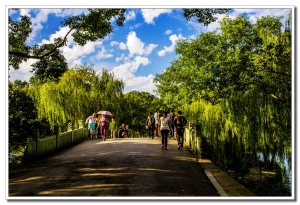 西湖風(fēng)光（四）