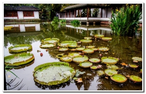 西湖風光（十五）