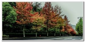 良渚美麗州公園隨拍（二）