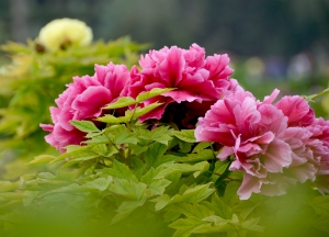 多姿多彩花仙子