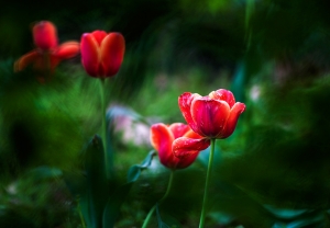 又到春天賞花季之郁金香