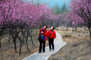 踏春賞梅在上窯