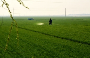 春風又綠淮河岸