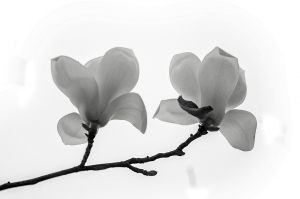 點破銀花玉雪香