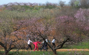 八公山桃園春意濃