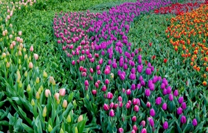 今年又拍郁金香