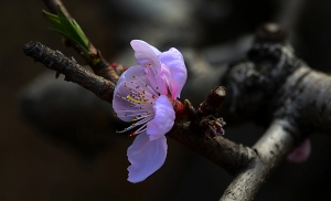  <<老枝新花>> 組圖