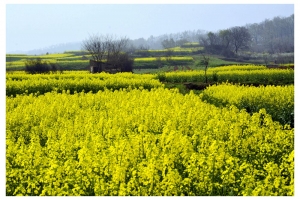 淮南三月賽婺源