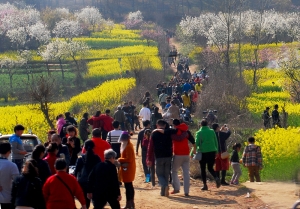 八公山下春潮涌、千萬游人賞花海