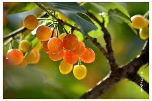 櫻桃熟了的季節(jié)