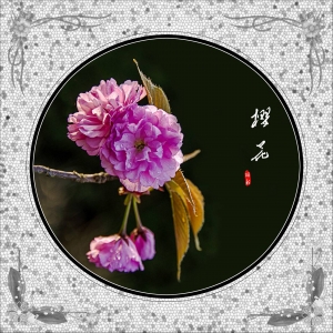櫻花