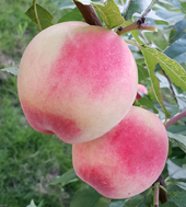 人面桃花相映紅