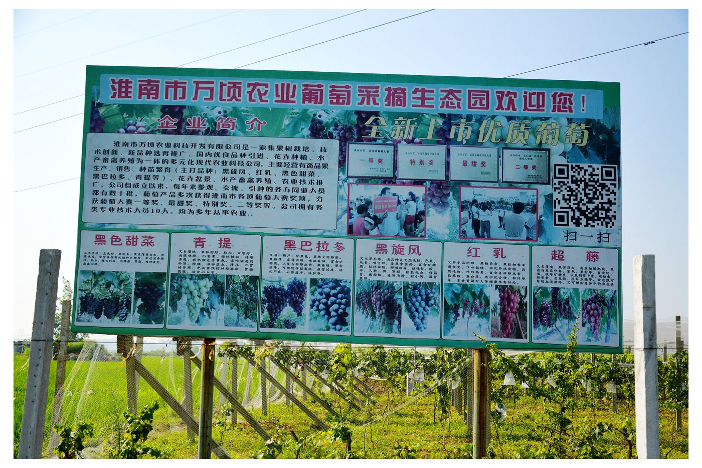 淮南萬頃農(nóng)業(yè)葡萄生態(tài)園