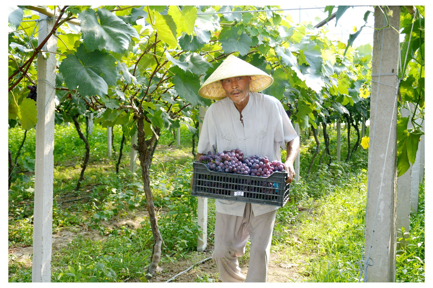 淮南萬頃農(nóng)業(yè)葡萄生態(tài)園