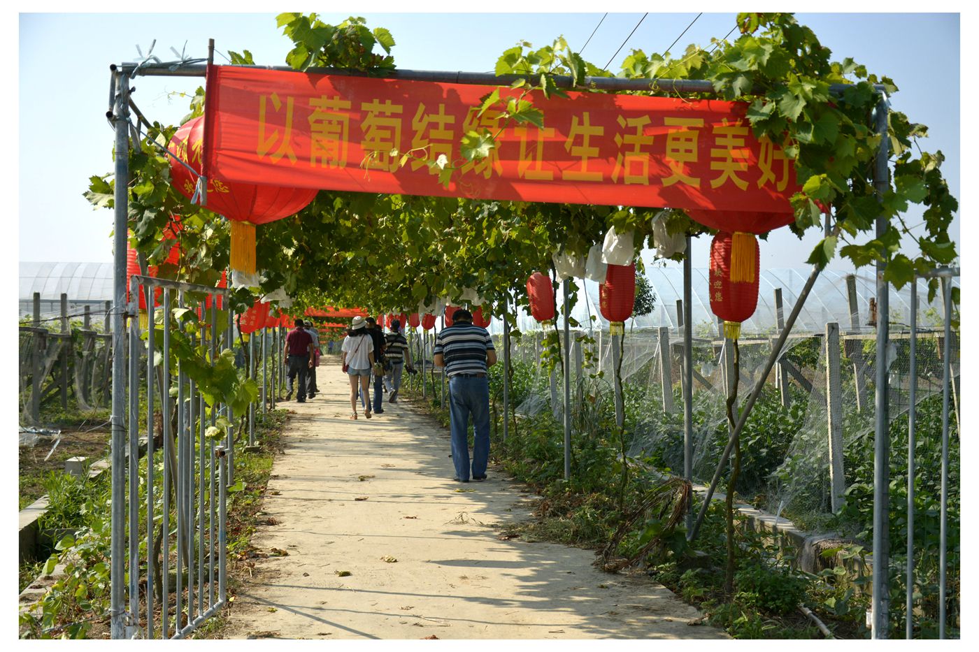 淮南萬頃農(nóng)業(yè)葡萄生態(tài)園