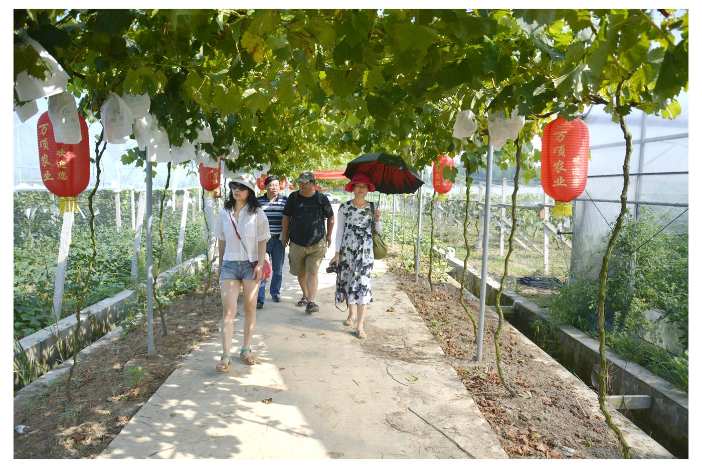 淮南萬頃農(nóng)業(yè)葡萄生態(tài)園