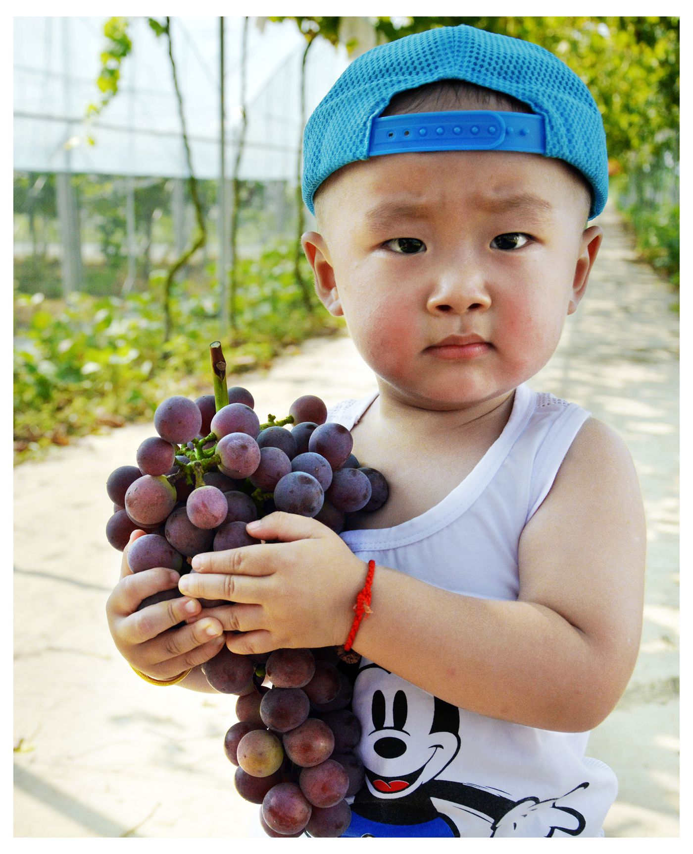 淮南萬頃農(nóng)業(yè)葡萄生態(tài)園