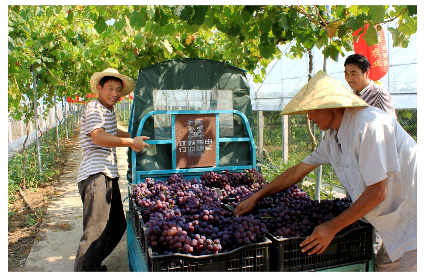 淮南萬頃農(nóng)業(yè)葡萄生態(tài)園