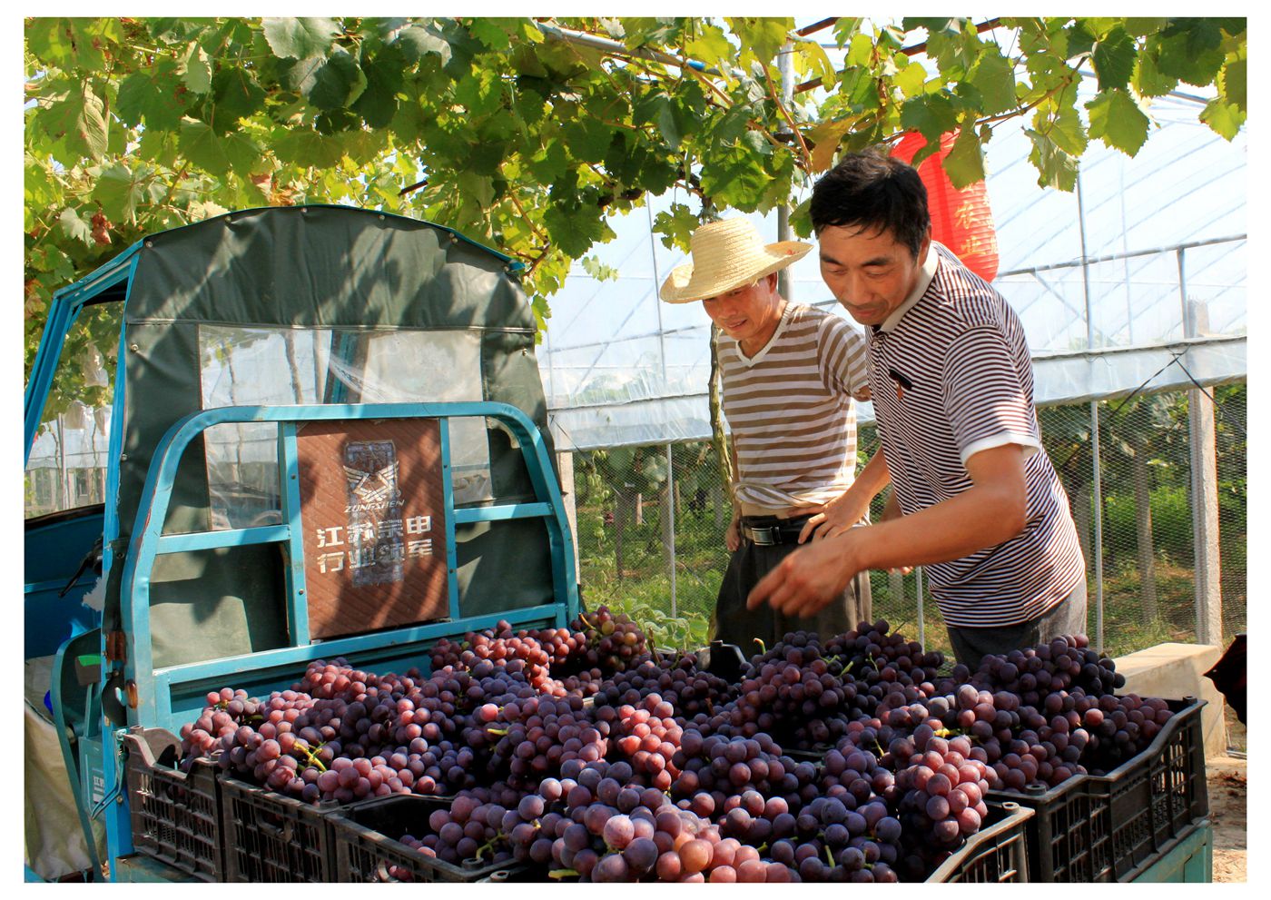 淮南萬頃農(nóng)業(yè)葡萄生態(tài)園