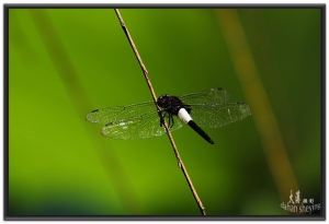 夏日荷塘小精靈