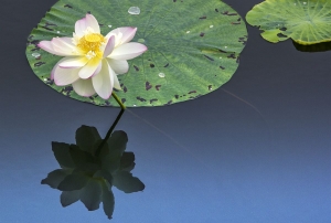 焦崗湖荷花吐清香