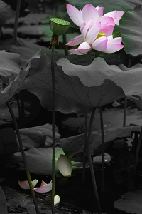 紅藕香殘玉簟秋