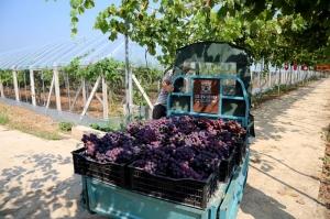 淮南高皇張崗萬頃葡萄熟了<二.>