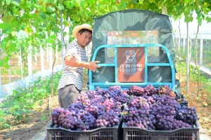 高皇張崗村葡萄園隨拍