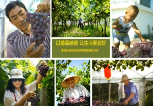 以葡萄結(jié)緣 讓生活更美好