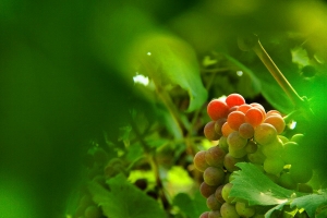 葡萄熟了香四益