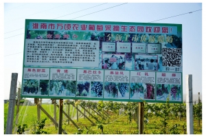 淮南萬頃農業葡萄生態園
