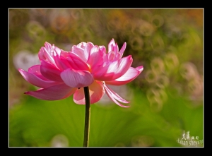 初嘗拍攝甜圈圈效果