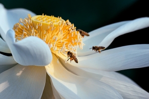 風開花蕾惹蜂忙