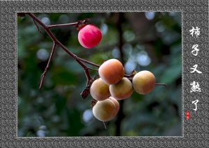柿子又熟了