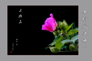 木棉花又開(kāi)了