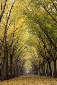 邳州銀杏——時光隧道