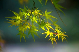 光影中的葉子之一