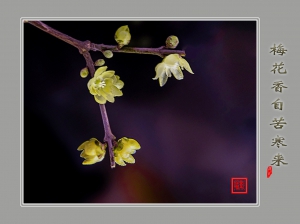 梅花香自苦寒來