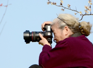 又是一年賞梅時