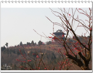 山南梅園攝梅小試