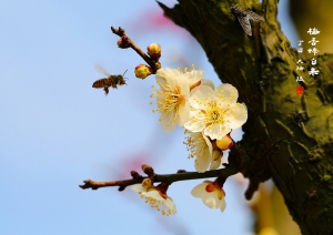 梅香蜂自來