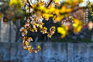 暗香浮動月黃昏