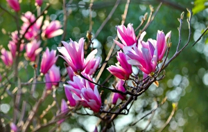 玉蘭花開妝春色