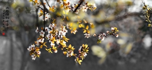 疏影橫斜暗香浮