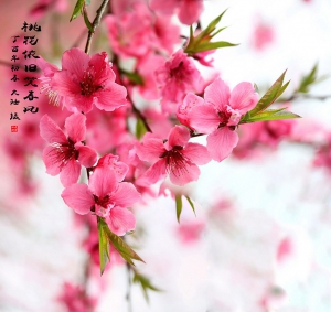 桃花依舊笑春風